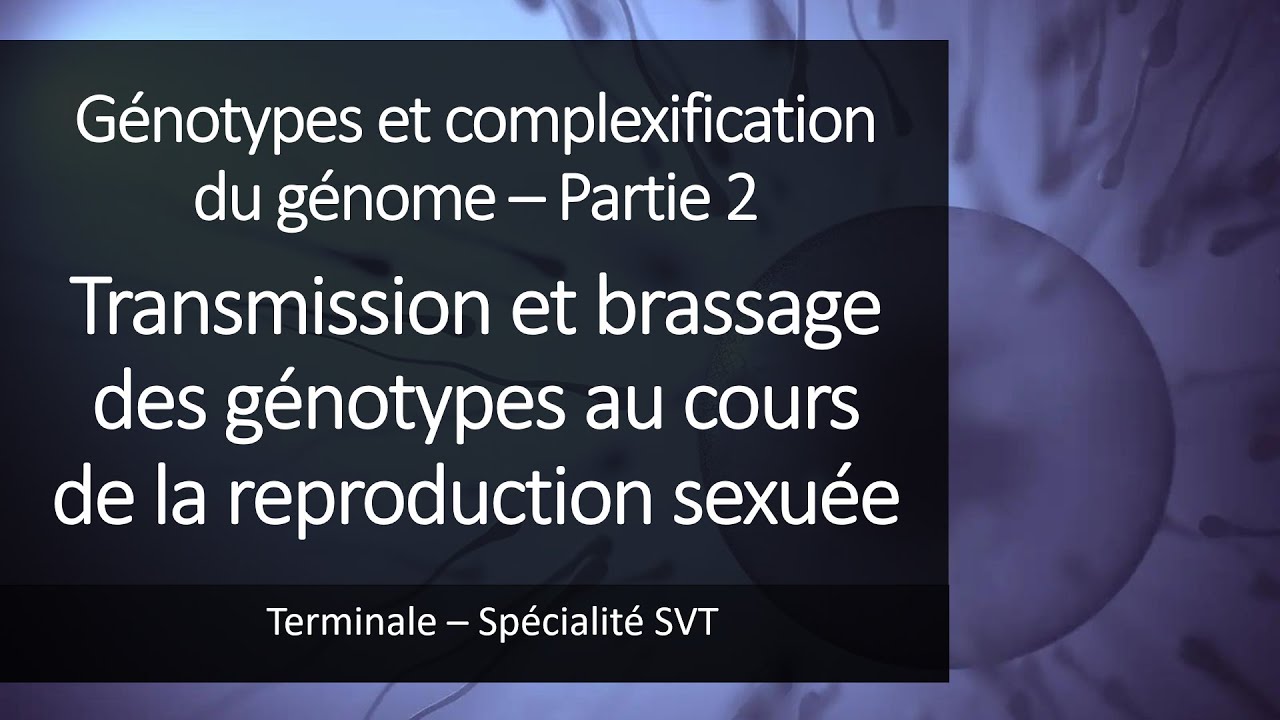 Cours Spé SVT Terminale - Transmission et brassages des génotypes au cours de la reproduction sexuée