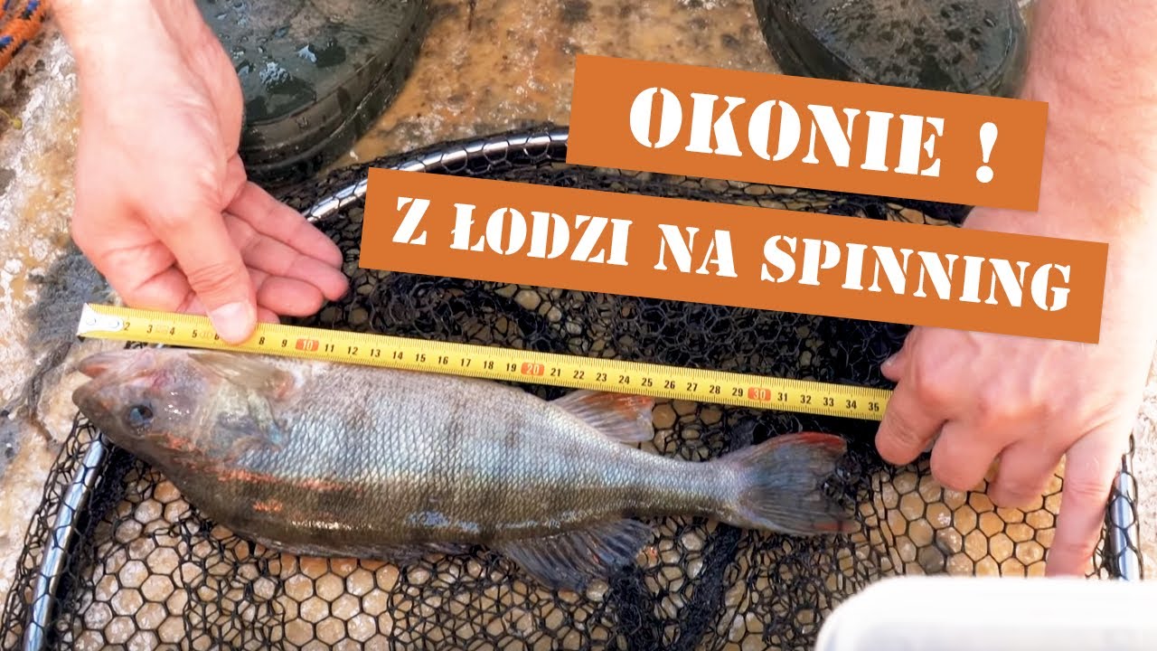 OKONIE z ŁÓDKI na #SPINNING - WĘDKARSTWO 2020 i jezioro OSTROWITE | PERCH FISHING