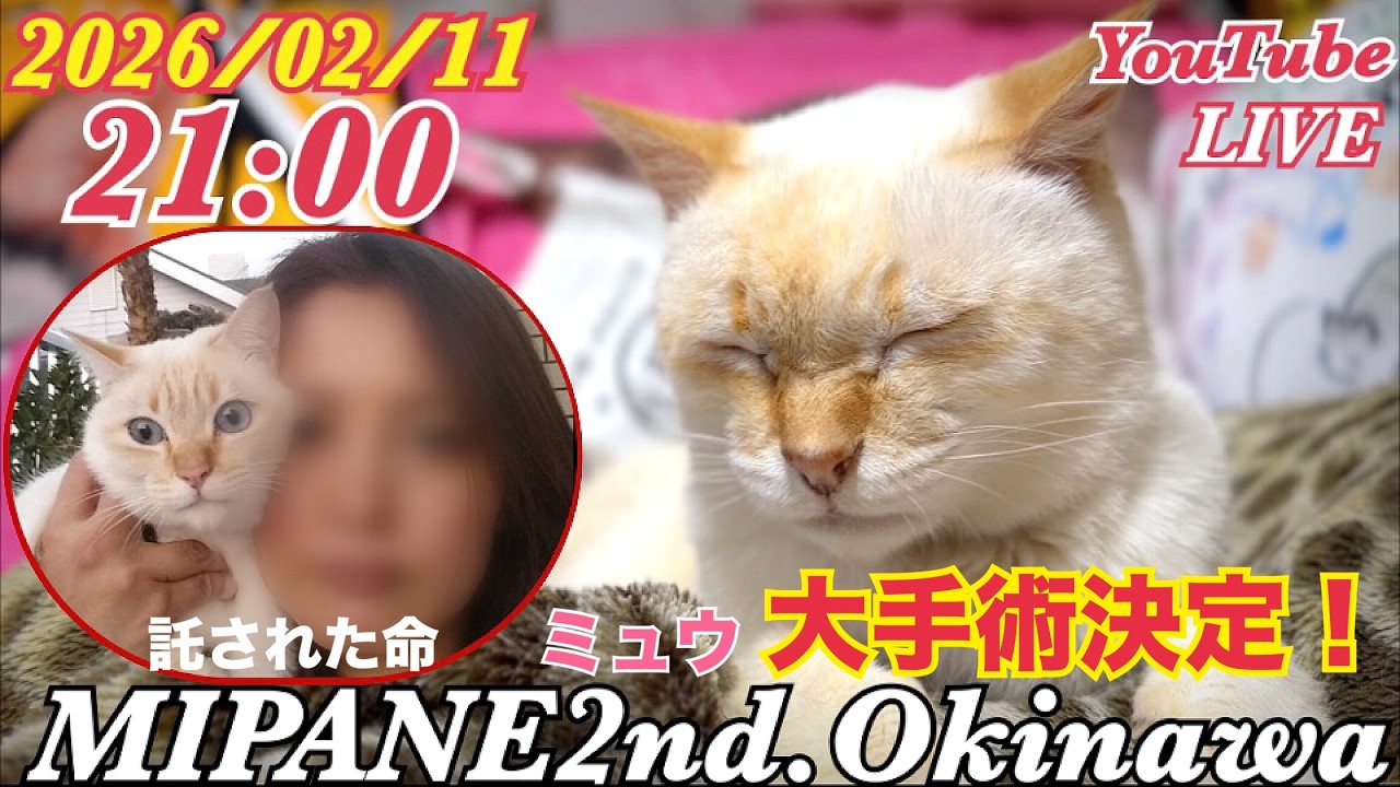 【LIVE】 亡き飼い主さんの忘形見『ミュウ』大手術決定・膀胱内の結石の摘出・抜歯手術・全国より里親さん大募集！