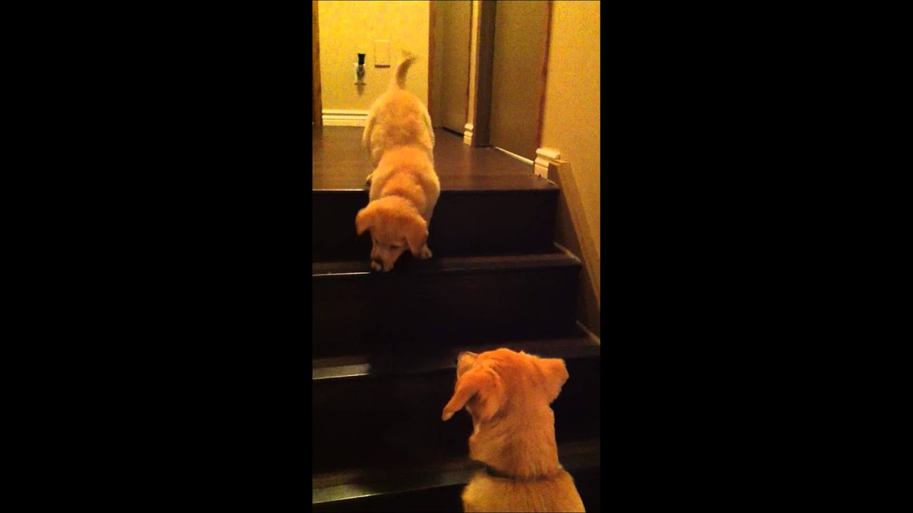 Puppy teaching Puppy to go down stairs!  SO cute! - ORIGINAL VIDEO! (from owner)