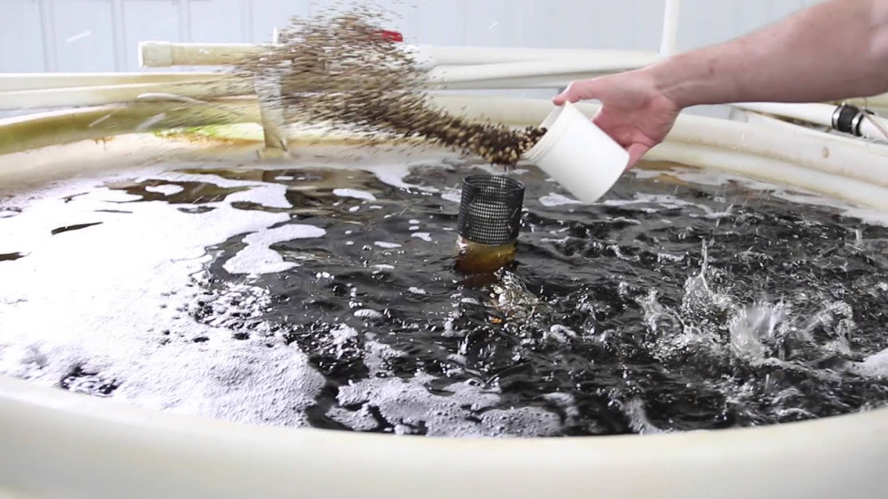 Tilapia Indoor Recirculating Aquaculture System - Ohio