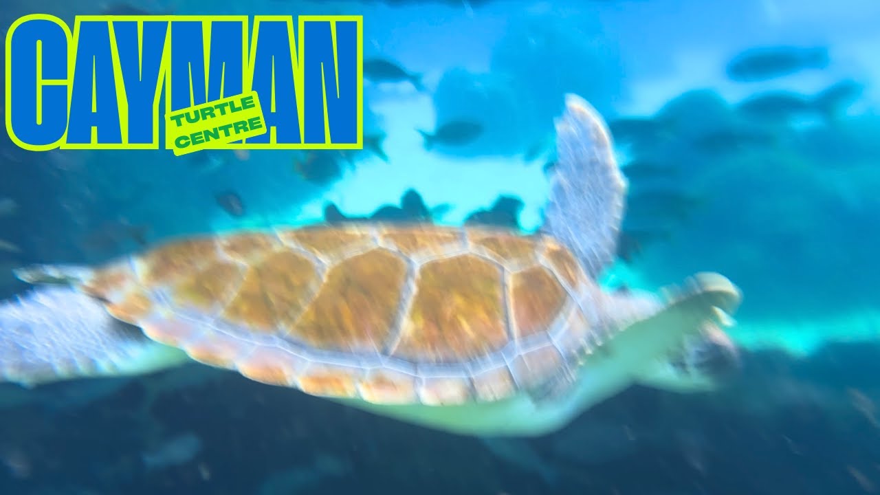 Turtle Swimming Pool - Cayman Turtle Centre