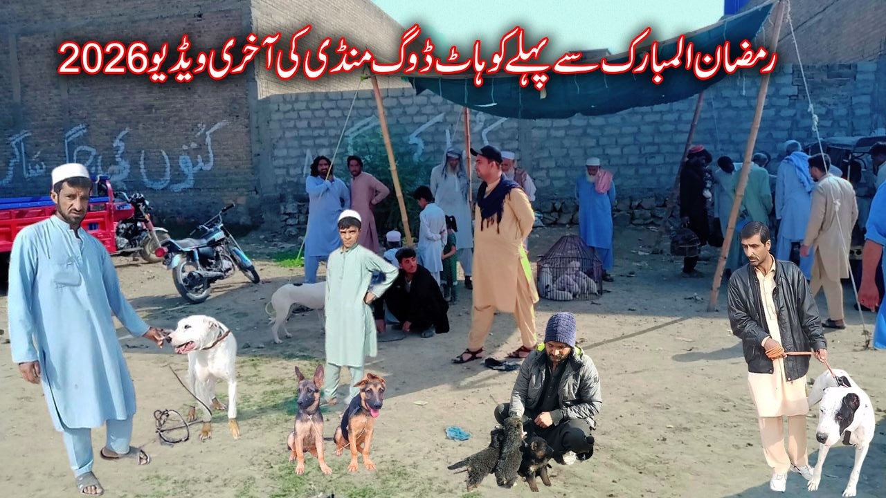 Last Video of Kohat Dog Mandi Before Ramadan 2026 | رمضان المبارک سے پہلے  ڈوگ منڈی کی آخری ویڈیو