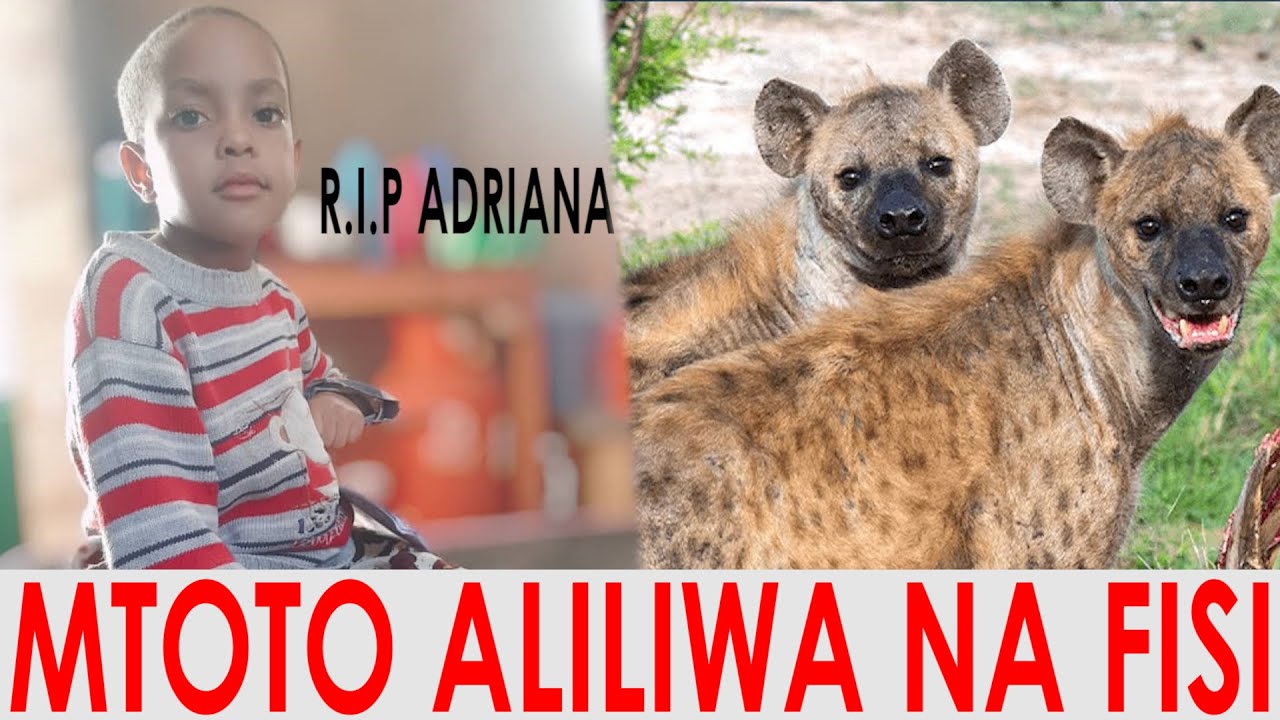MTOTO ADRIANA  ALIYESOMBWA NA MAJI APATIKANA FUVU NA GAUNI LAKE  AKIWA AMELIWA NA FISI