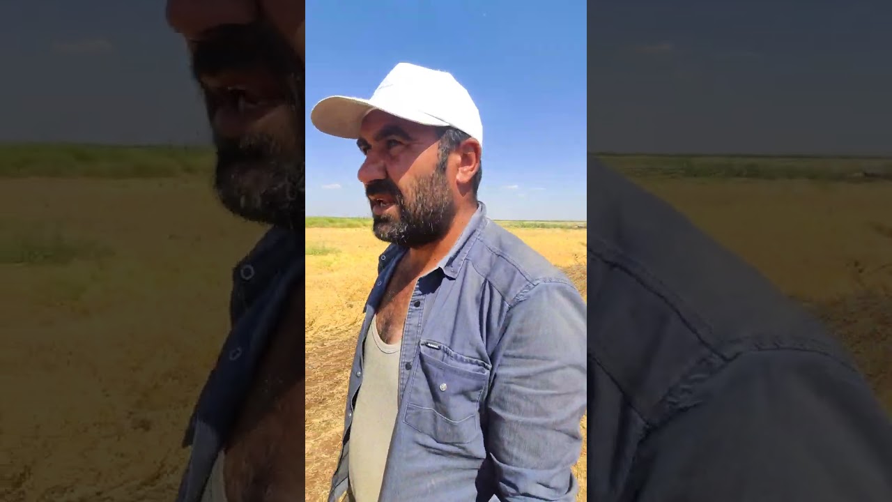 mercimek hasadı dünüme 250 kilo👍