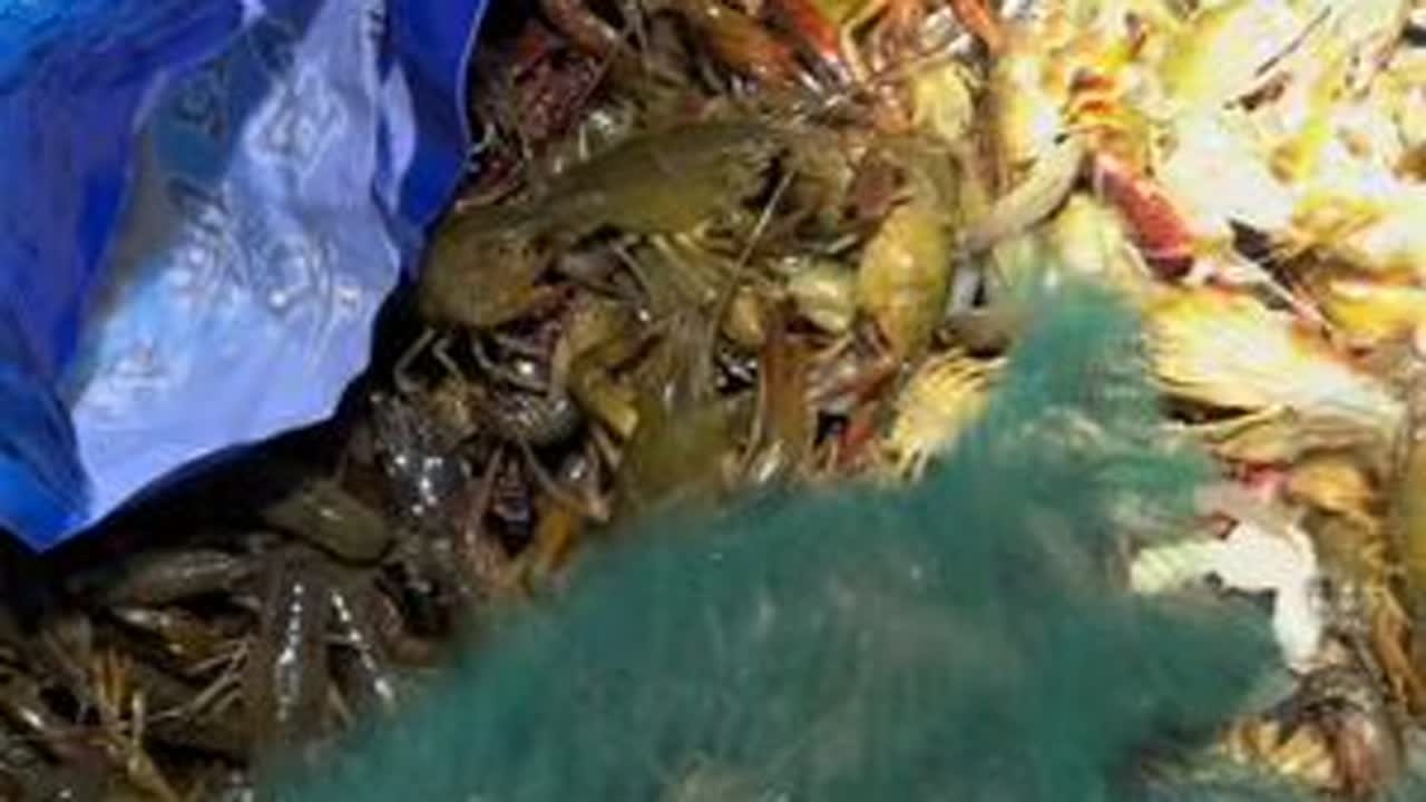 #逮龙虾的季节到了 #真实户外 #乡村生活记录 二更来咯，看看14条手抛网的收获。