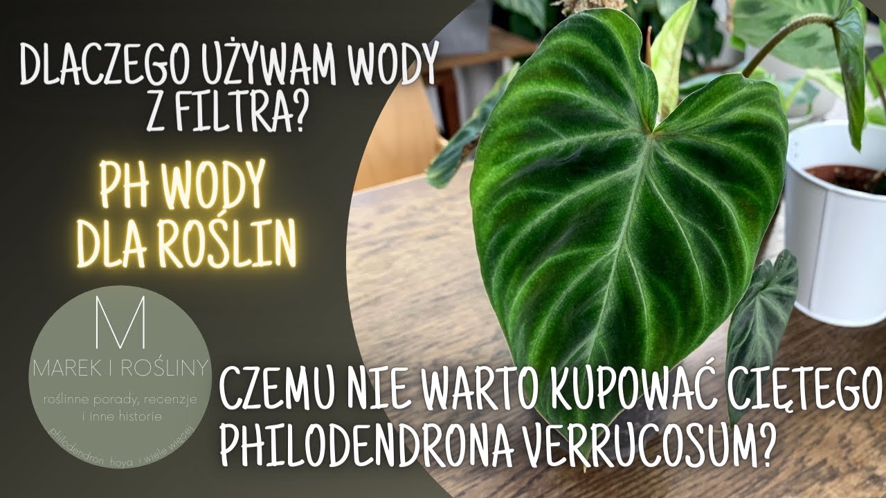 Nie kupuj ciętego philodendrona verrucosum! Czemu używam wody z filtra (do hydroponiki)?