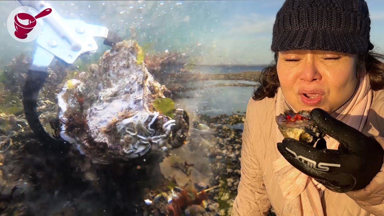 Low Tide ⚠️ Let's harvest millions of oysters! | Yainang