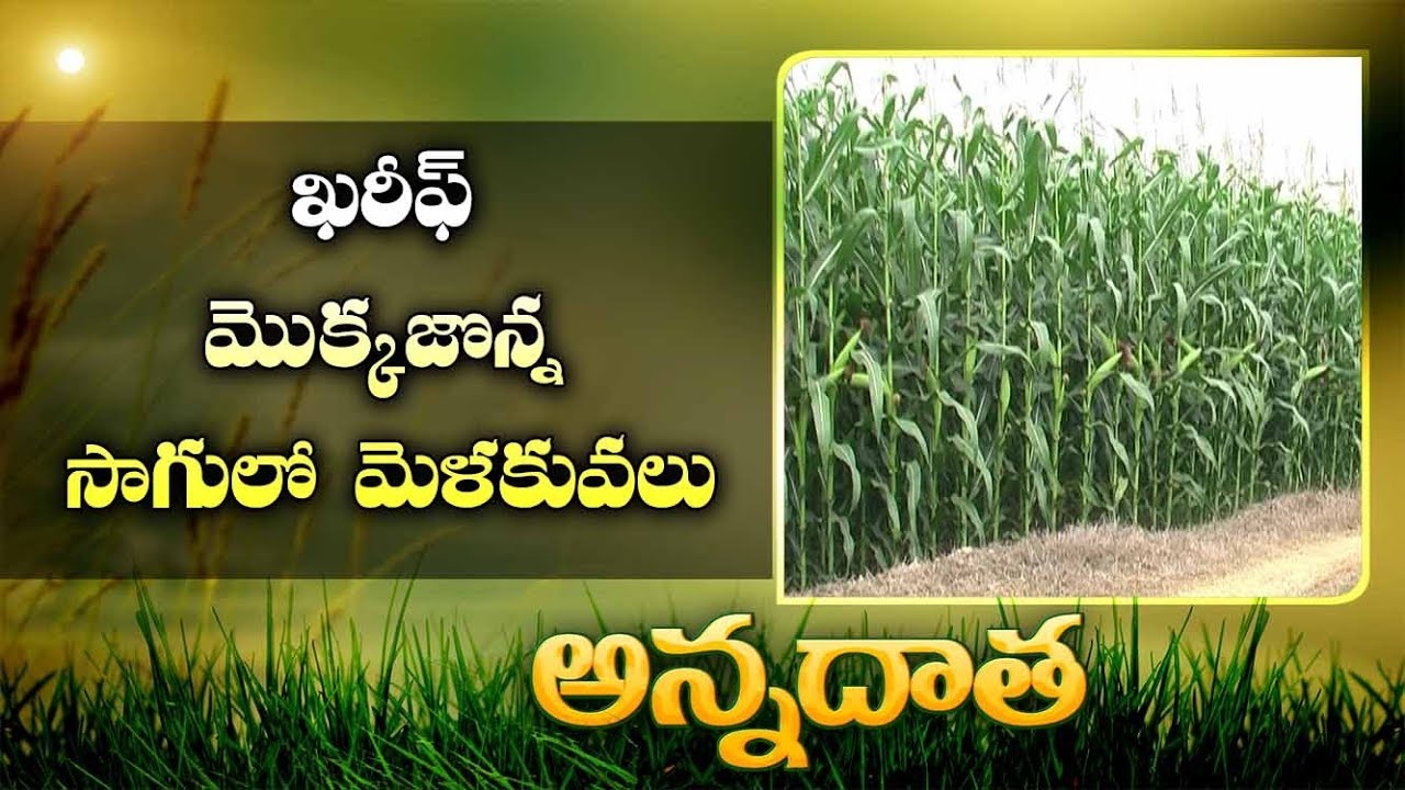 Kharif Maize Cultivation | Package of Practices