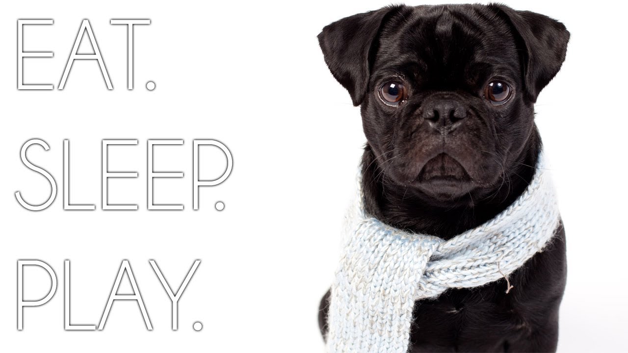 EAT. SLEEP. PLAY. - A PUG´S LIFE