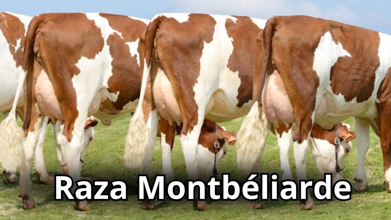 Raza de Ganado Montbéliarde: hechos, usos, orígenes y características