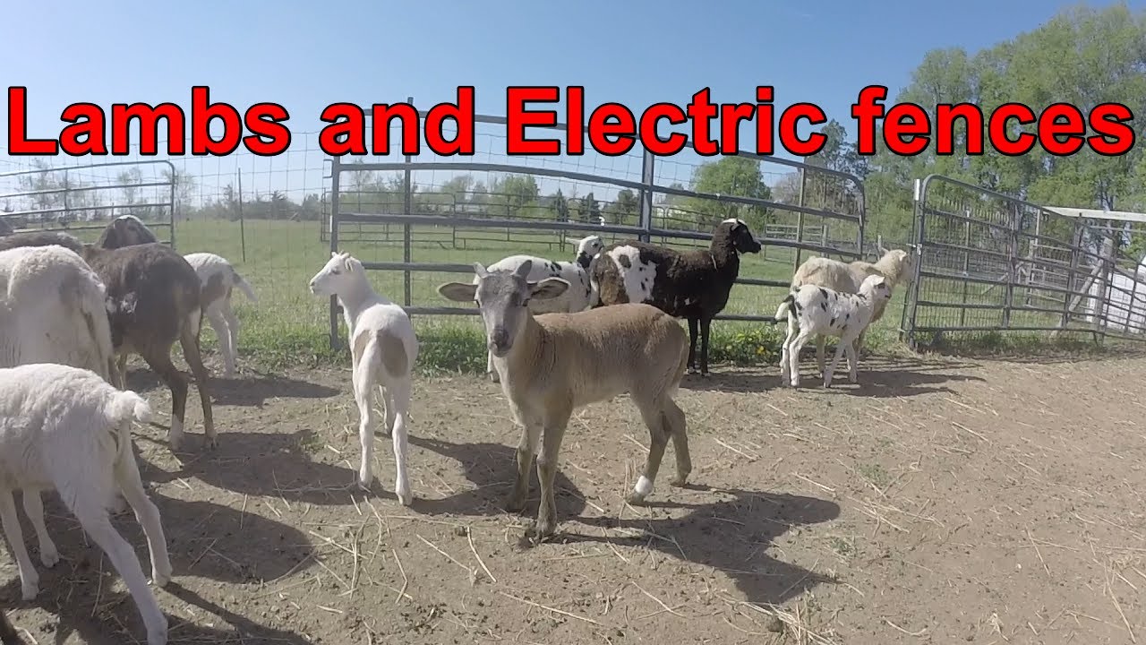 Lambs and electric fences