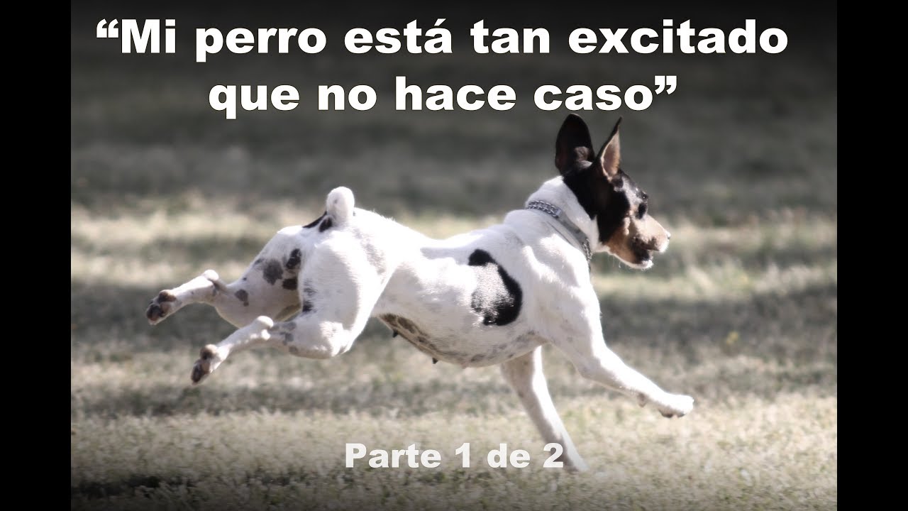Perros tan excitados que no hacen caso. Parte 1 de 2. Estrés en perros, fisiología de la conducta