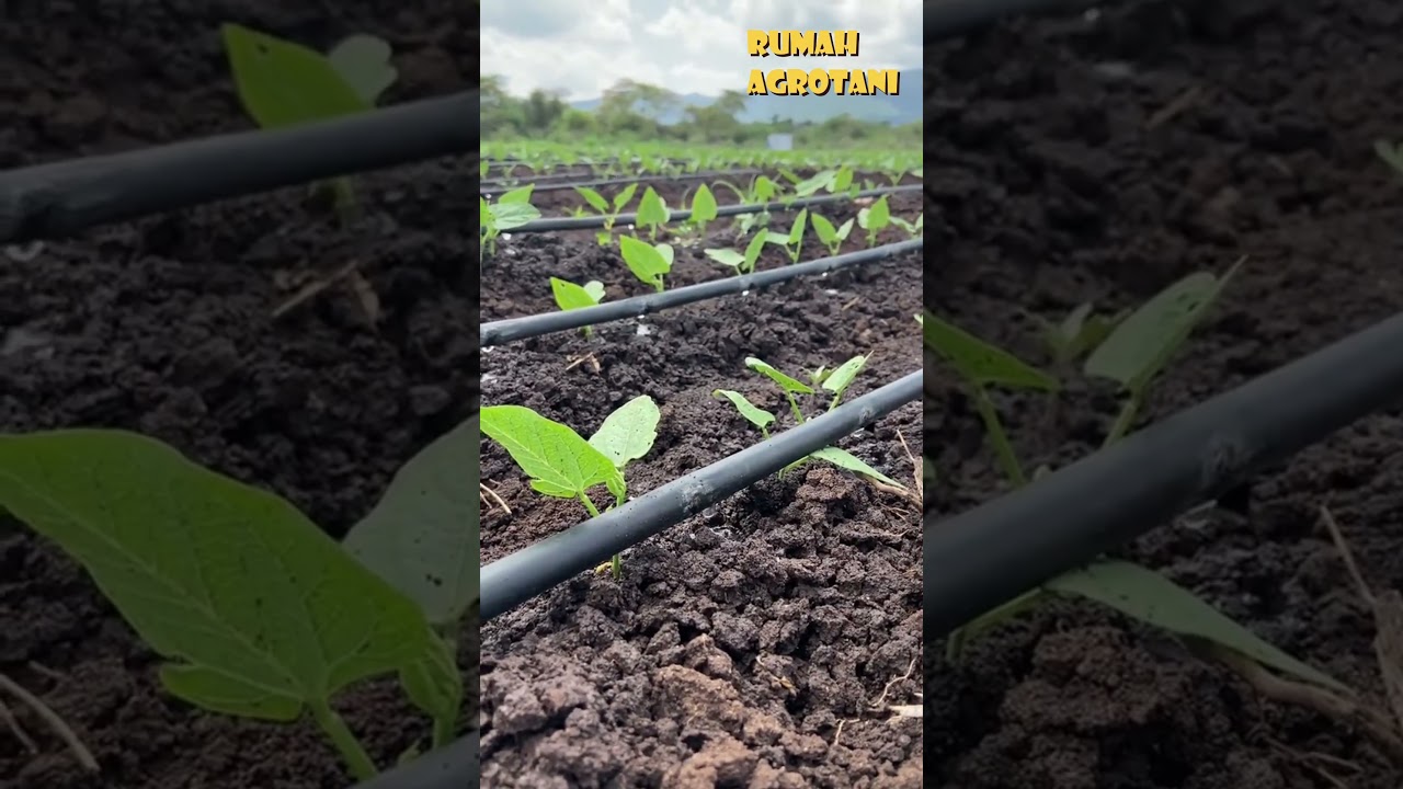 Begini Irigasi Tetes Terbaik dan Paling Hemat Air