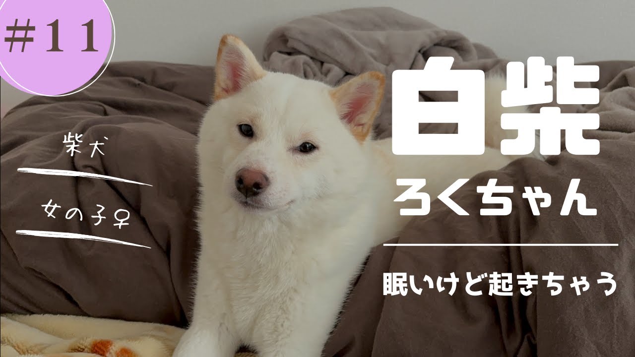 眠いけど起きちゃう