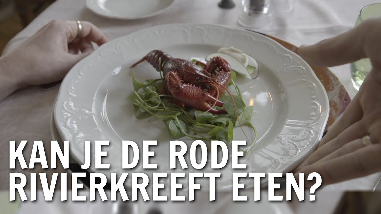 Kun je de Amerikaanse rode rivierkreeft eten? | De Buitendienst over Exoten
