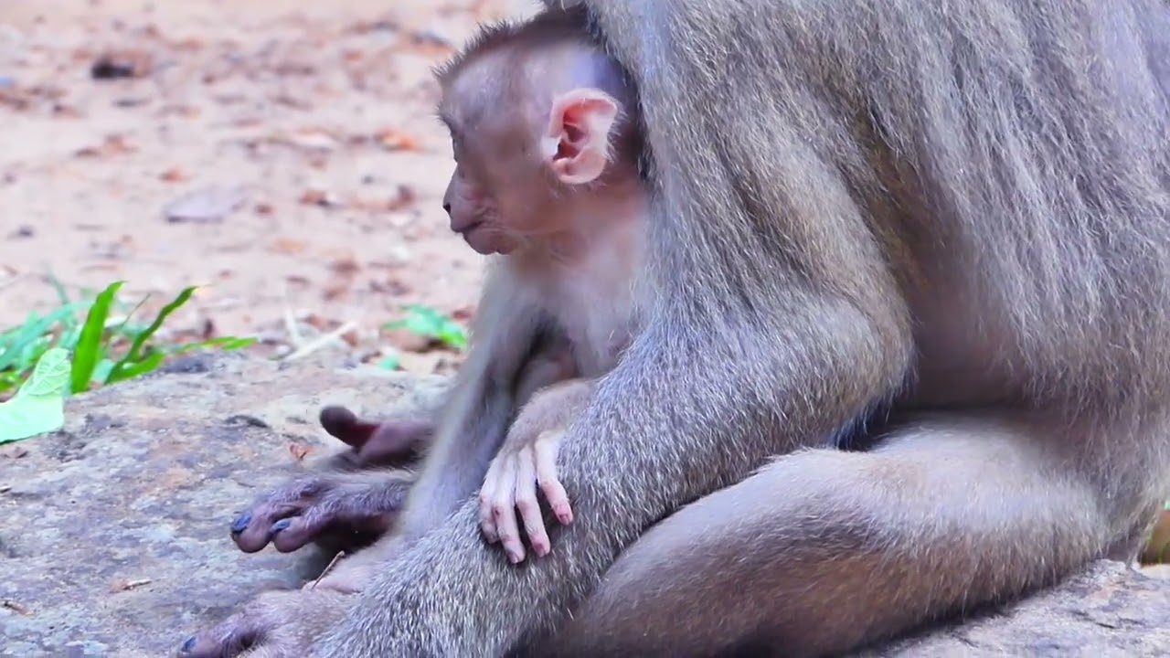 Just a baby monkey being adorable 🐵#MonkeyMoments #TinyMonkey #DailyCuteness