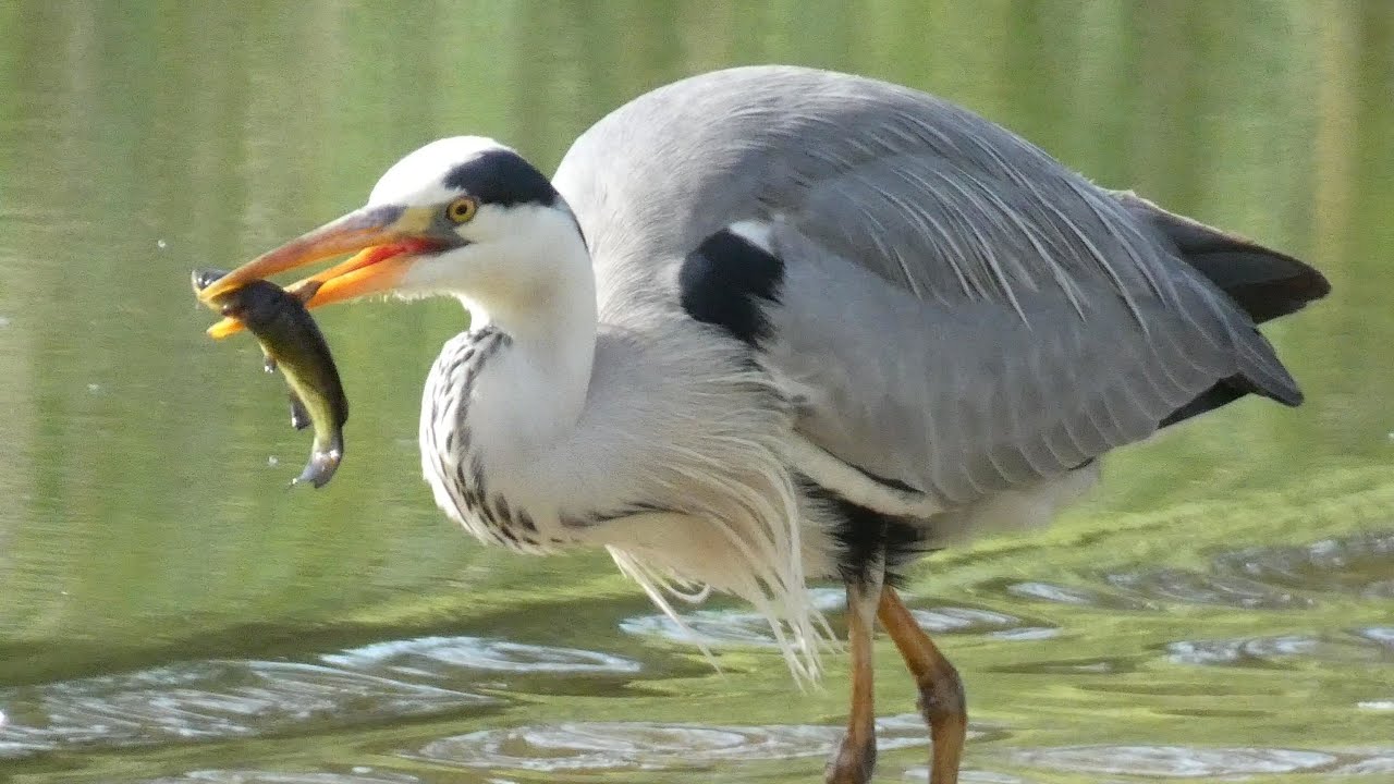 Pesca de la garza real en el río Zújar    Fishing for the heron in the Zújar River