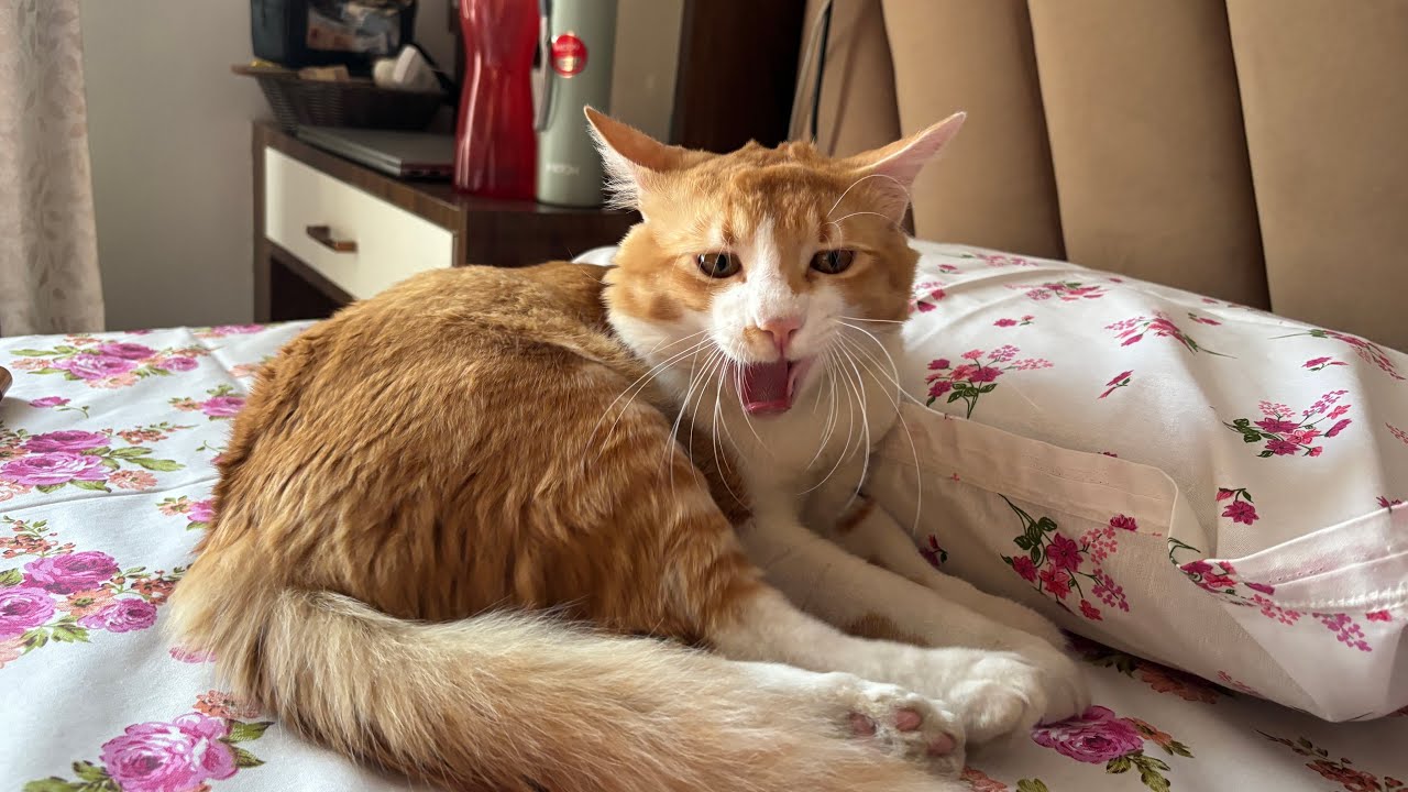 Mango এর সাথে লুকোচুরি খেলা 😻😹 | Mango’s Lifestyle 