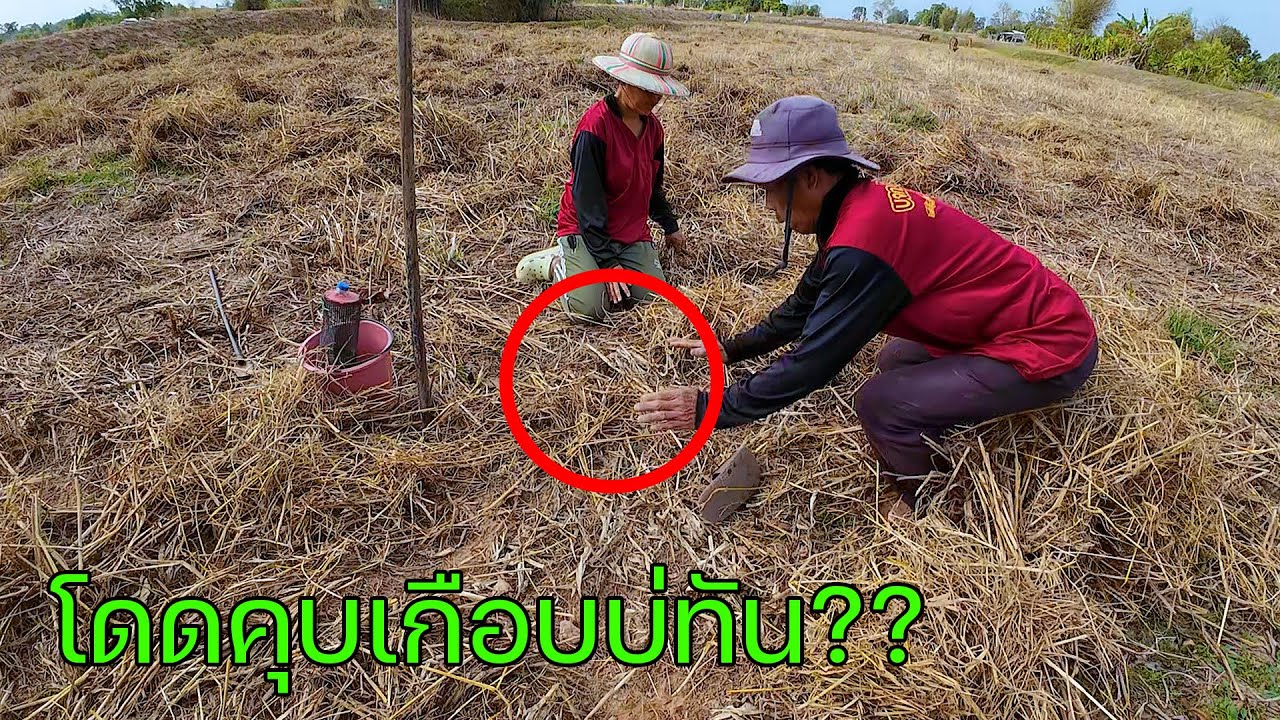 ม่วนกุ๊บ!! โดดคุบเขียดกลางทุ่งนา หมานคักพี่น้อง