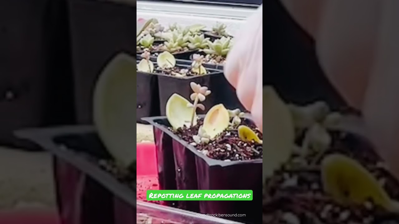 #succulents