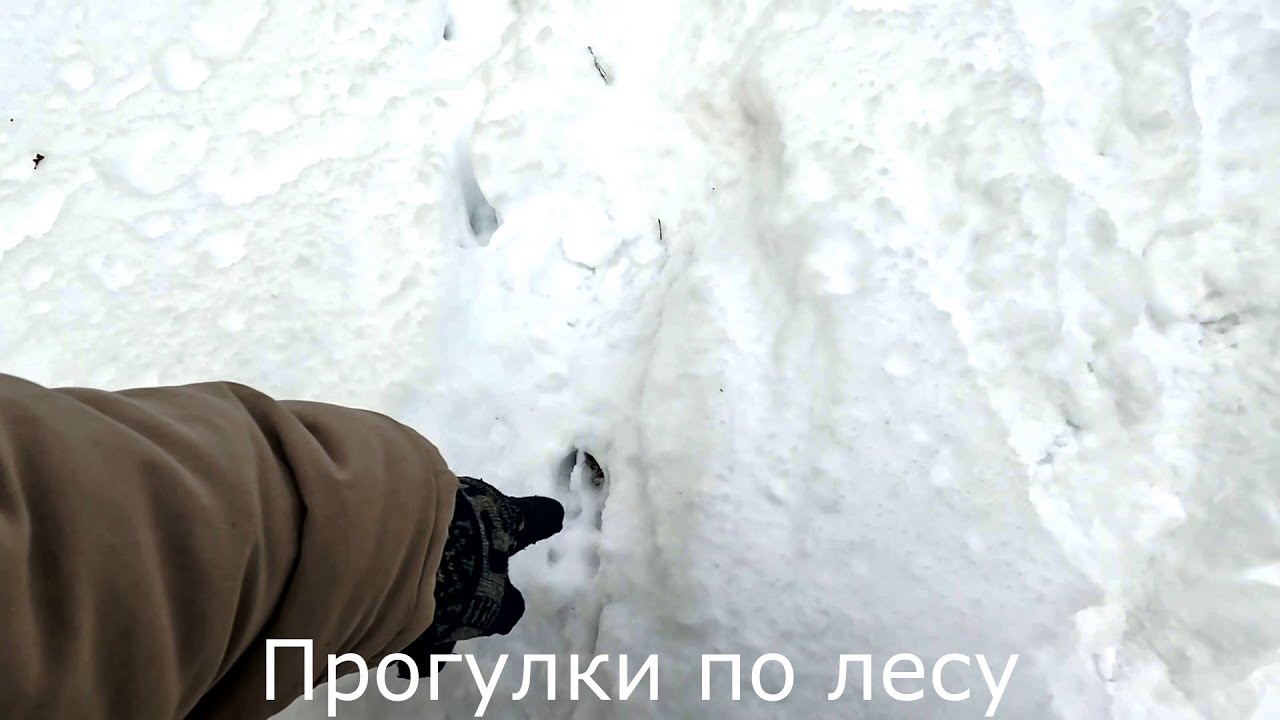 Прогулки по лесу , Есть ли следы косуль в районе фото ловушки?