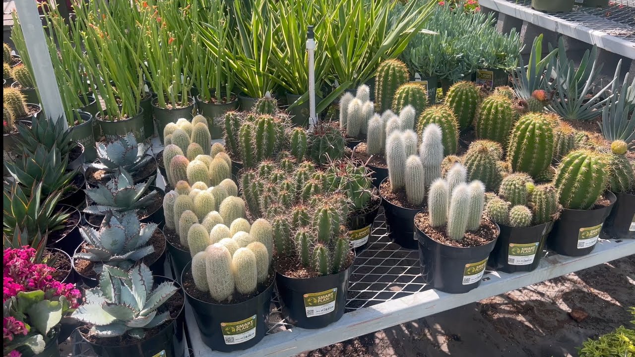 HOME DEPOT CACTUS AND SUCCULENT PLANT SHOPPING TOUR. LAS VEGAS MEMORIAL DAY 