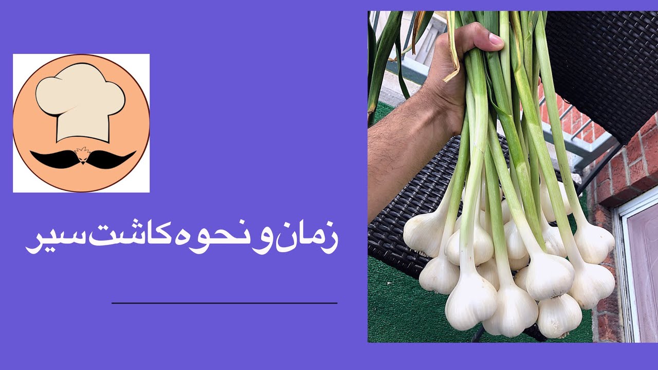 زمان و نحوه کاشت سیر