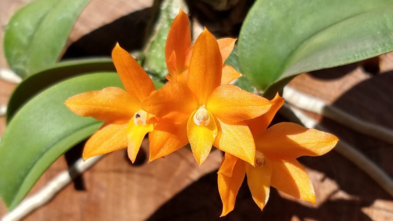 ORQUÍDEAS SOPHRONITIS CERNUA - CULTIVO