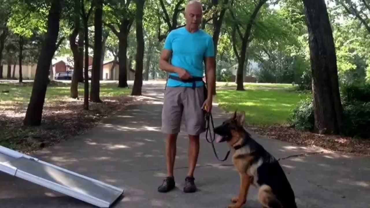 Teach your dog to use a ramp | Redeeming Dogs Training | Dallas Texas