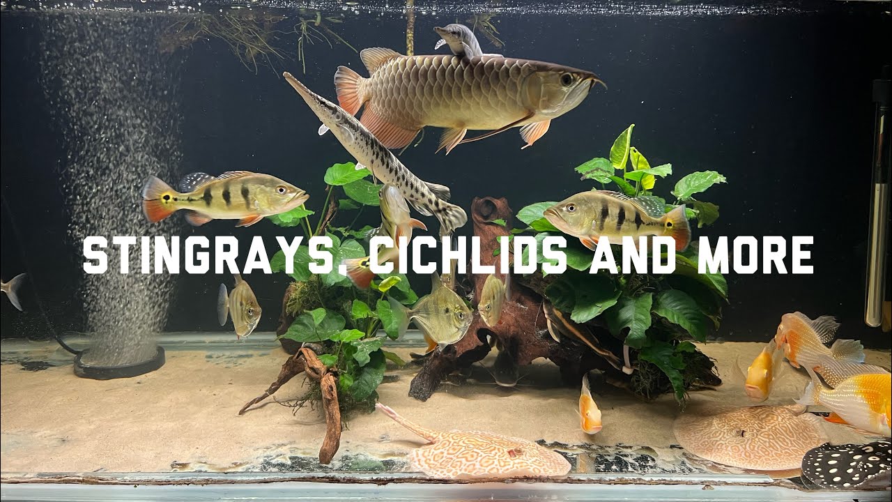 650 Litre grow out tank