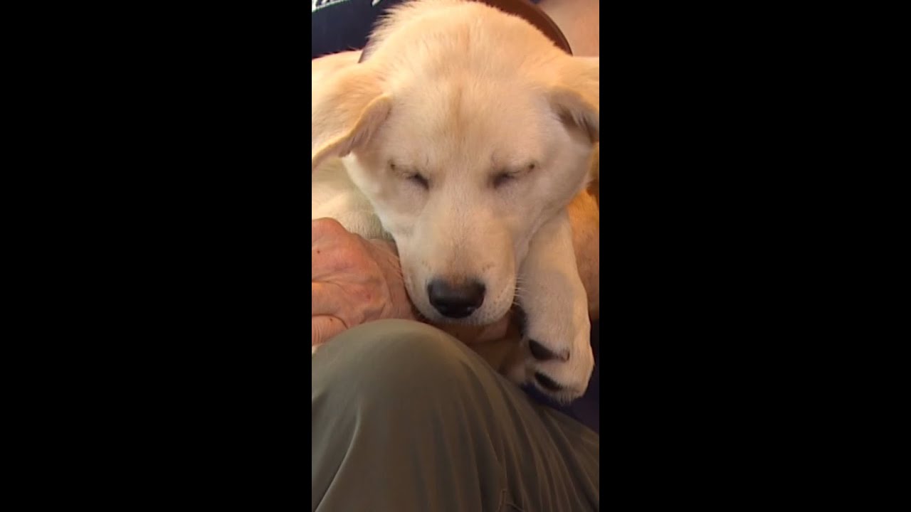 Puppies adopted after overdose rescue in Gold Bar