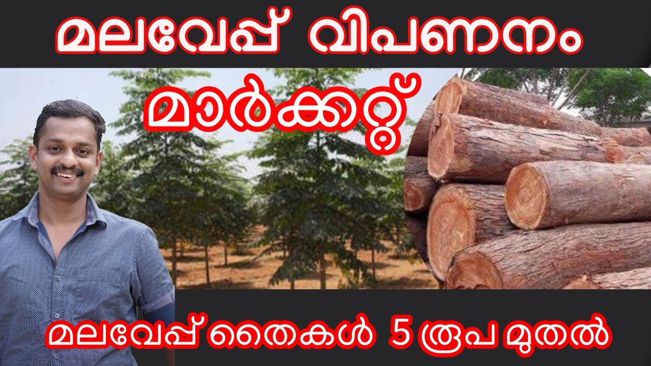 മലവേപ്പ് കൃഷി  #Melia Dubia #malaveappu krishi #malavepu #kattu veappu #malaveppu sale #kl06 farm