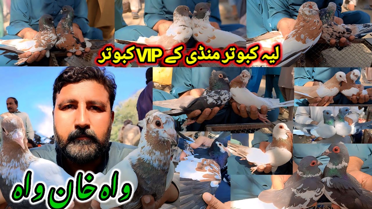 Layyah Pigeon Market Vip Pigeons Video Update | Wah Khan Wah | Unique pigeons Top Market In Punjab