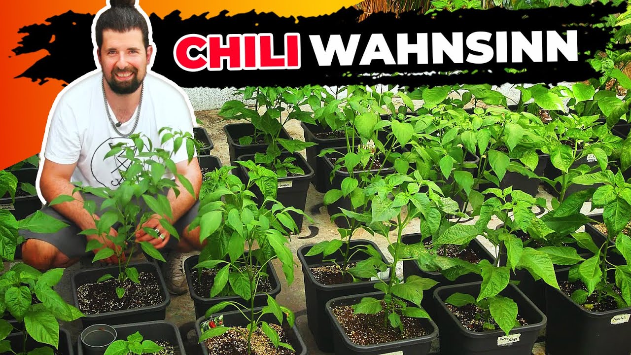 Welcome to my Chili-Crib 🌶️ | Gewächshaustour 2024 mit 60(!) Pflanzen