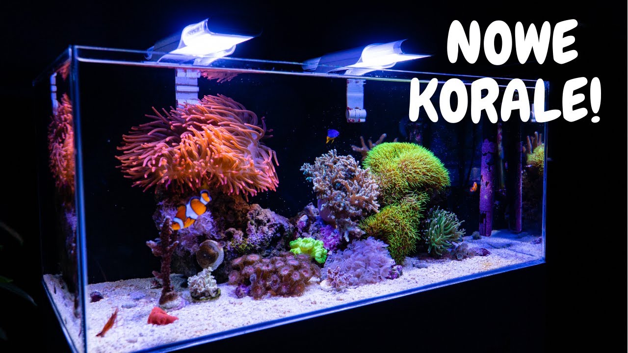 Aktualizacja mojego NANO AKWARIUM MORSKIEGO BEZ ODPIENIACZA + NOWE ŻYCIE !