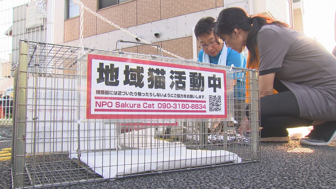 人とネコが共生する社会へ “地域猫活動”を続けるNPO団体