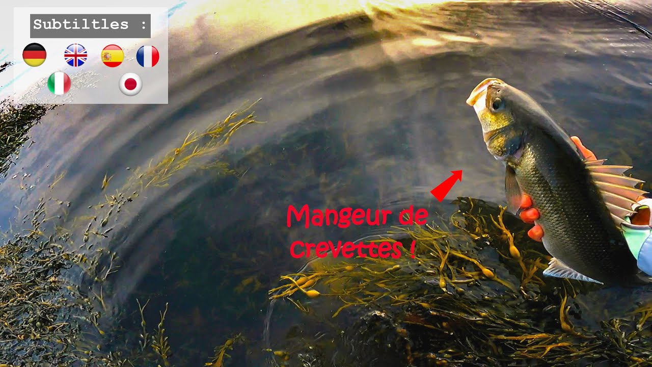 La Pêche du Bar en Surface...à la Mouche, c'est possible ?!