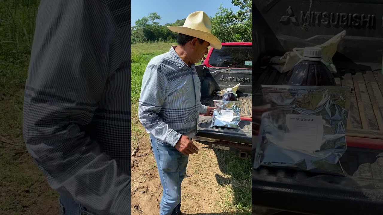Herbicidas en caña de azúcar.