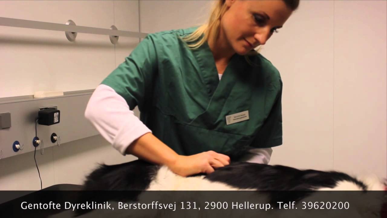 Hundemassage