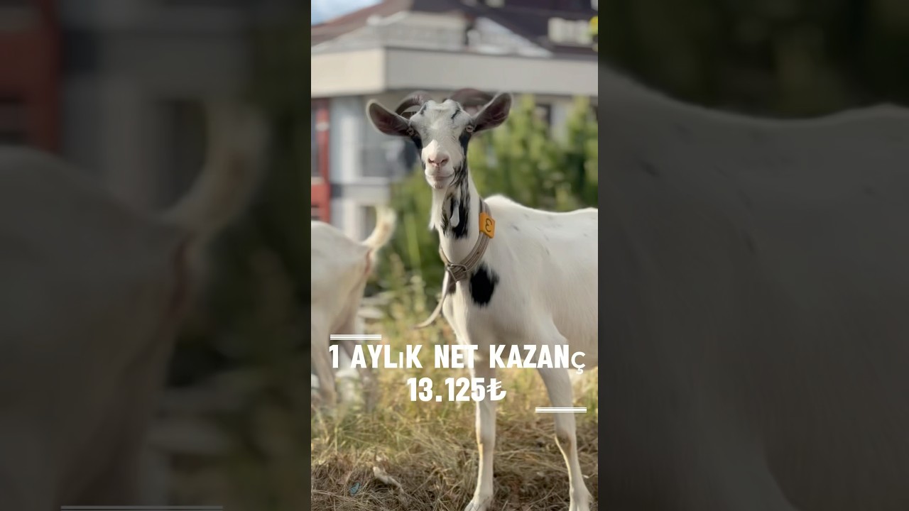 Hobi ama&ccedil;lı 3 adet yetişkin s&uuml;t veren ke&ccedil;i ne kadar kazandırır sizce?