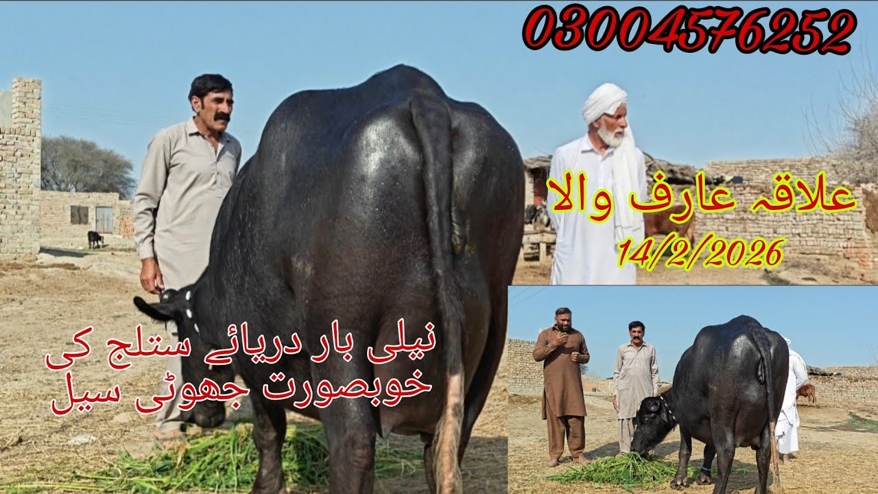 Neli ki khubsurat Jyoti sale Okara Animal Tv 03004576252/14/2/2026/لوکیشن عارف والا 