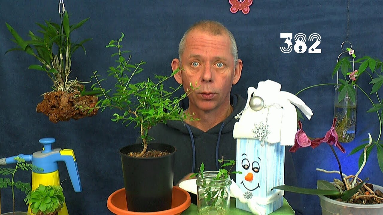 Granatapfel und Tamarinde in der Anzucht. Bonsai in der Anzucht