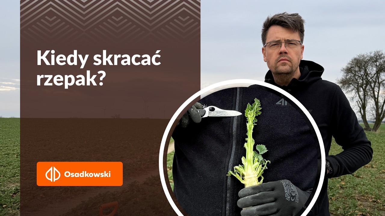5 | Jak poprawnie wykonać skracanie rzepaku wiosną? Sprawdzony zabieg krok po kroku