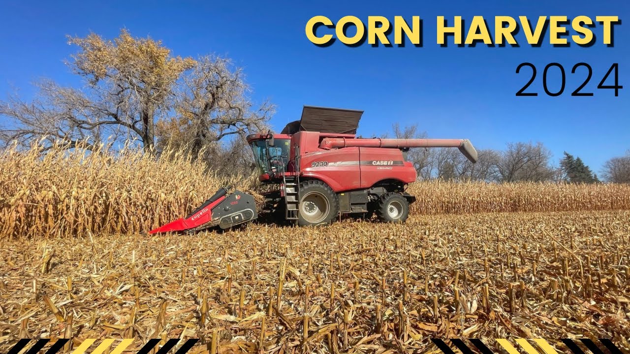 Corn Harvest: Pickin' Cobs & Choppin' Stalks