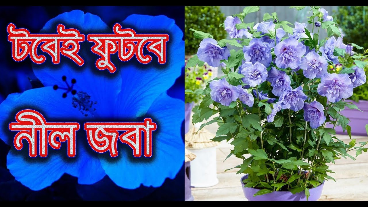 নীল জবা গাছ বাড়িতে রাখার সম্পূর্ণ পদ্ধতি / How to grow Blue Hibiscus ( Alyogyne Huegelii ) at home