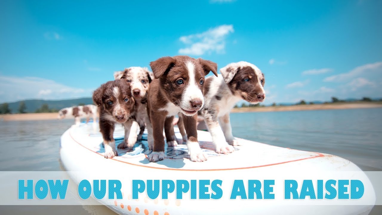 Learning through adventure • Bringing up Border Collie puppies