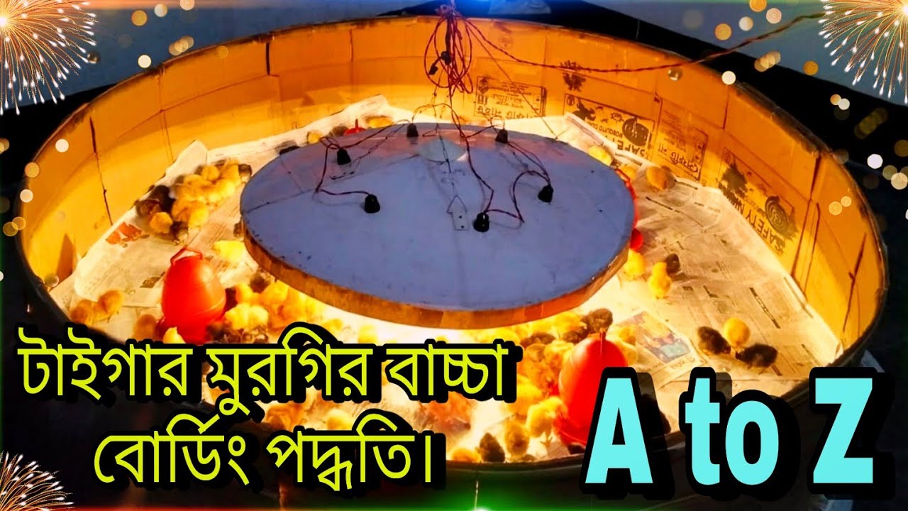 টাইগার মুরগির বাচ্চা ব্রডিং পদ্ধতি A to Z 💥  /  আমি কীভাবে টাইগার মুরগির বাচ্চা বোর্ডিং করি?