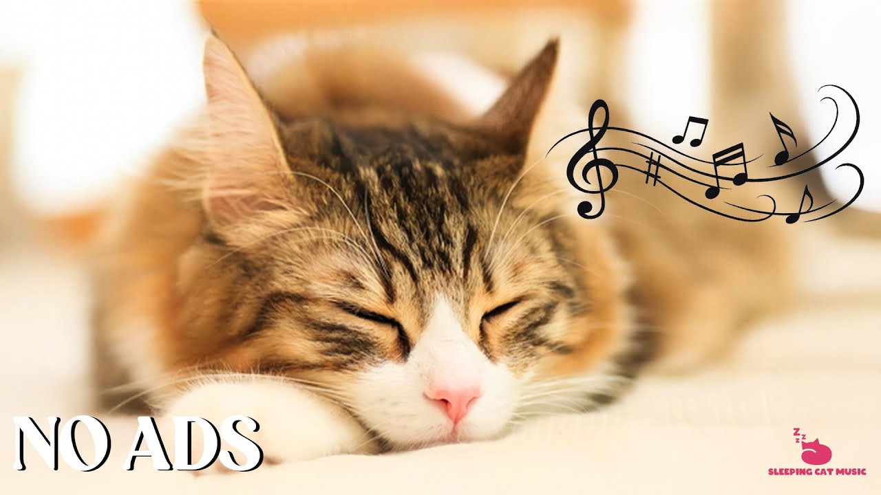 Cat Sleep Music - Comforting Music & Soothing Pet Sounds to Deep Relaxation and Stress Relief