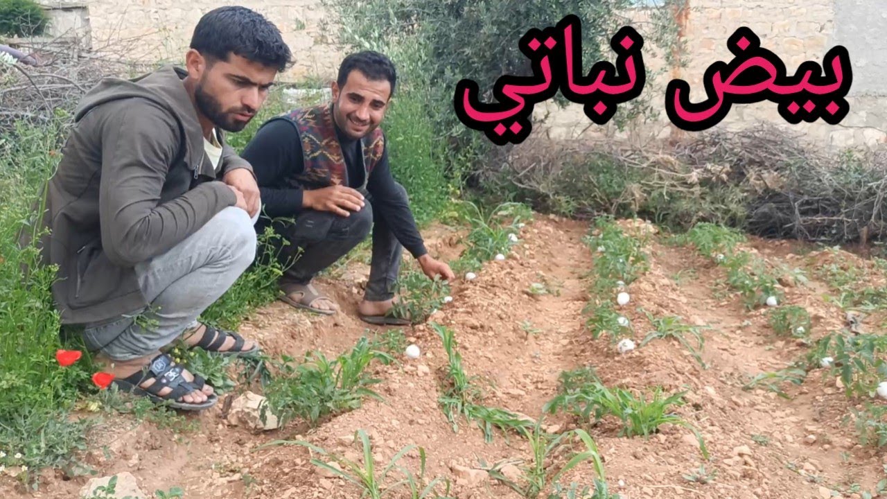 محو ينصب على خالو مرة تانية 😄 | هالمرة ضمنو بستان بيض🥚😳